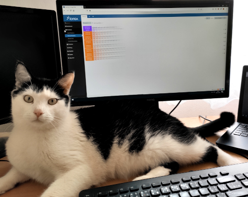 Networkcat